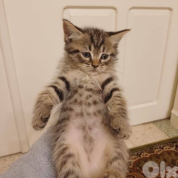 scotch fold and persian 12