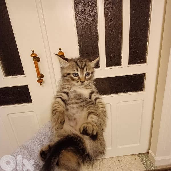 scotch fold and persian 13