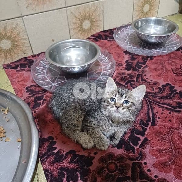 scotch fold and persian 14