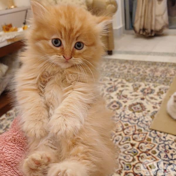 scotch fold and persian 16