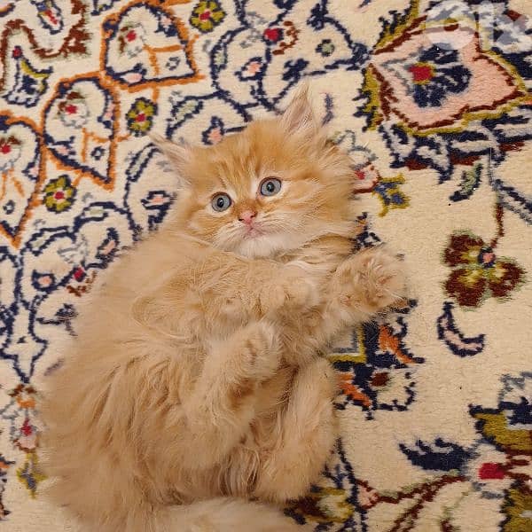 scotch fold and persian 17