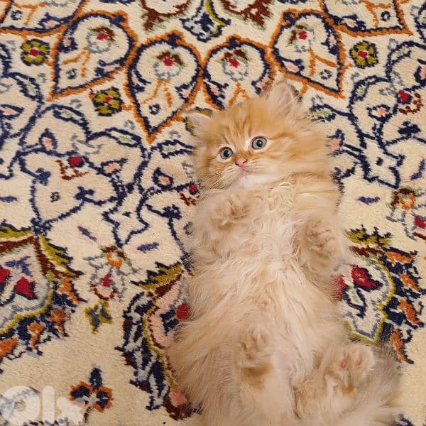 scotch fold and persian 19