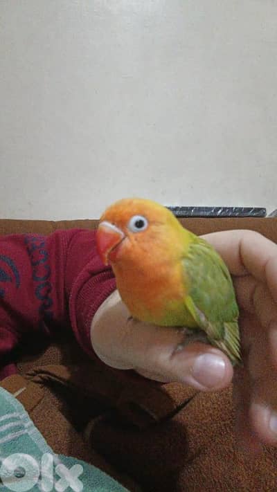 طفرة روز مروض مميز ب الوانه مع قفص