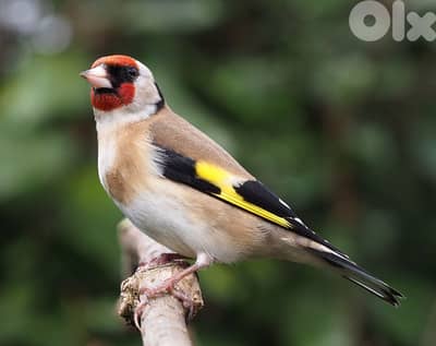 فرخ السنة مبلك٢٠٢٤