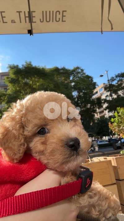 Maltipoo for sale