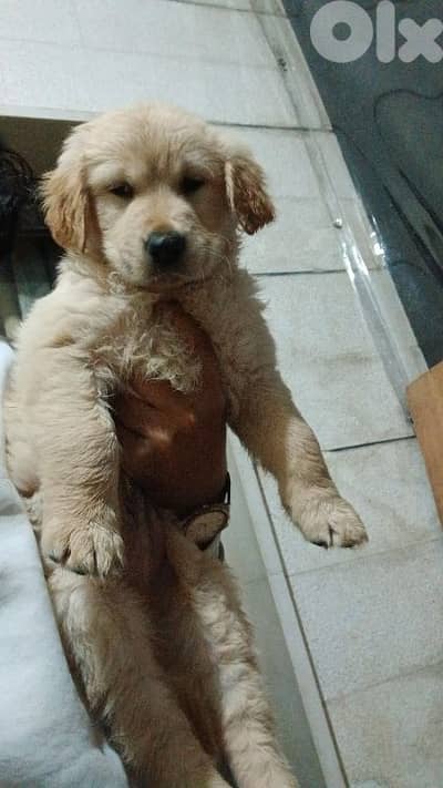 * Golden Retriever Puppies for Sale *
