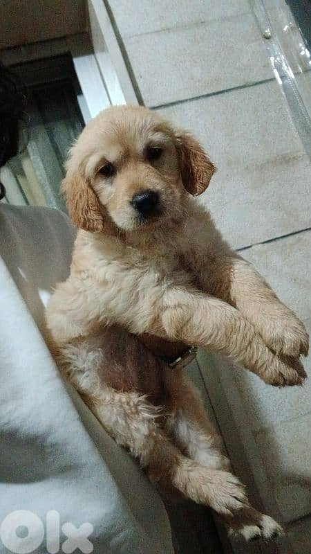 * Golden Retriever Puppies for Sale * 1