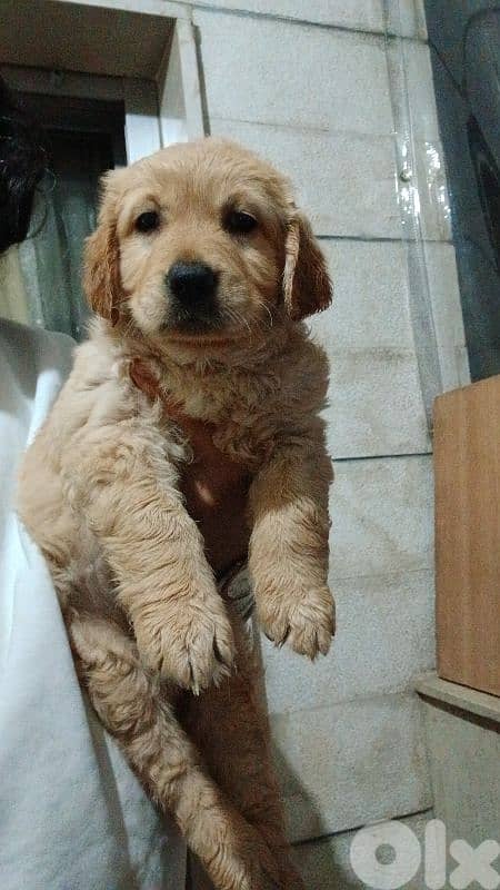 * Golden Retriever Puppies for Sale * 2