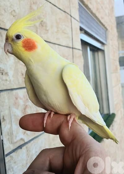 tamed karawan مروّض