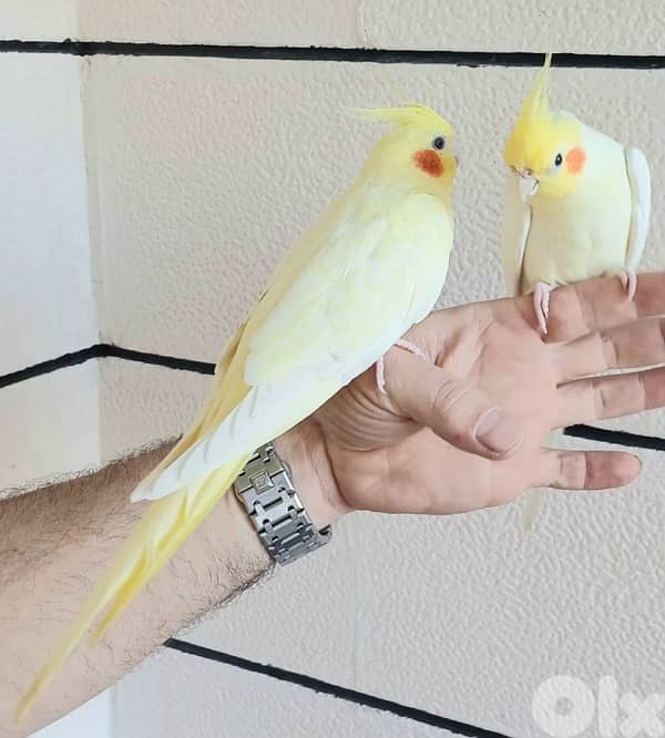 tamed karawan مروّض 2