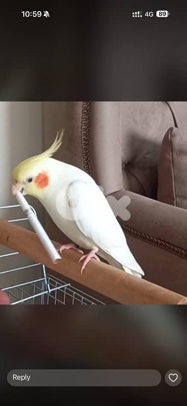 tamed karawan مروّض 3