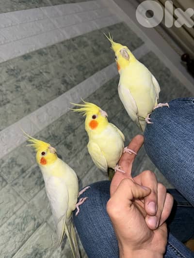 tamed karawan مروّض