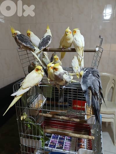 cocktail birds tamed