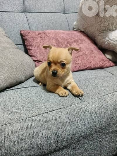 Adorable Teacup Chihuahua Males – Only 45 Days Old!