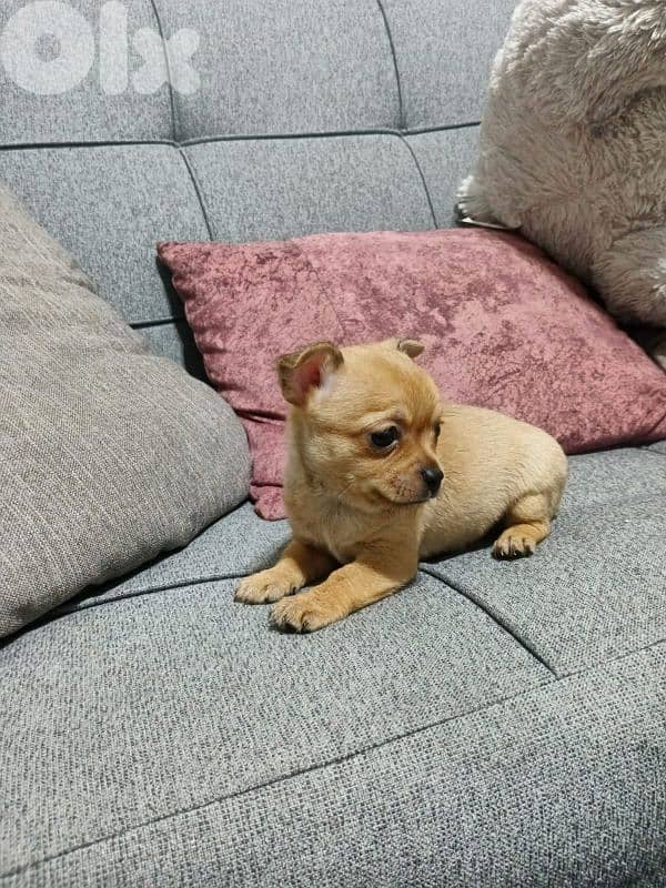Adorable Teacup Chihuahua Males – Only 45 Days Old! 1