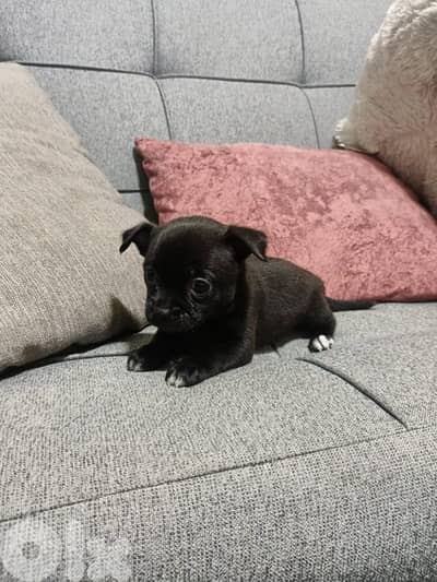 Adorable Teacup Chihuahua Males and females – 2 months old