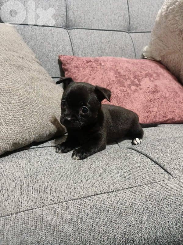 Adorable Teacup Chihuahua Males – Only 45 Days Old! 3