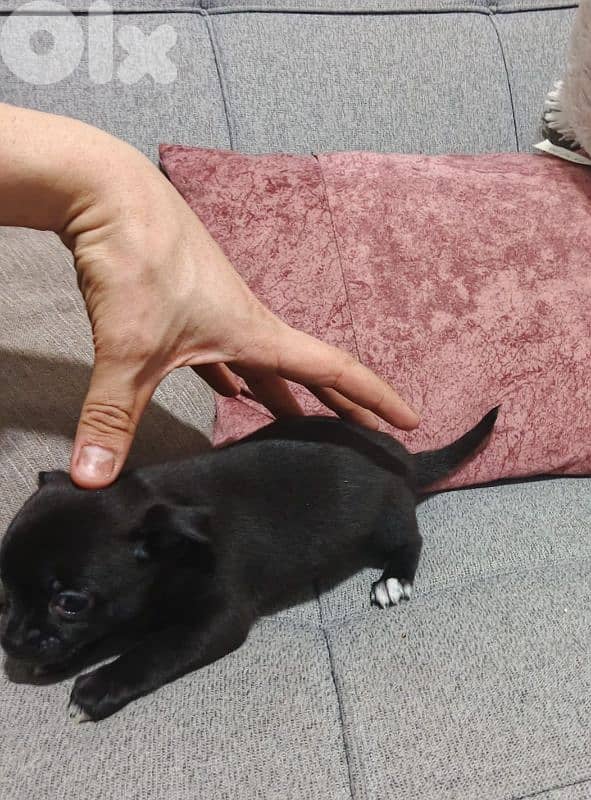 Adorable Teacup Chihuahua Males – Only 45 Days Old! 4