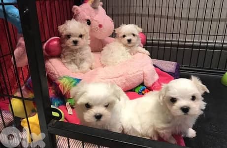 bichon maltese toy