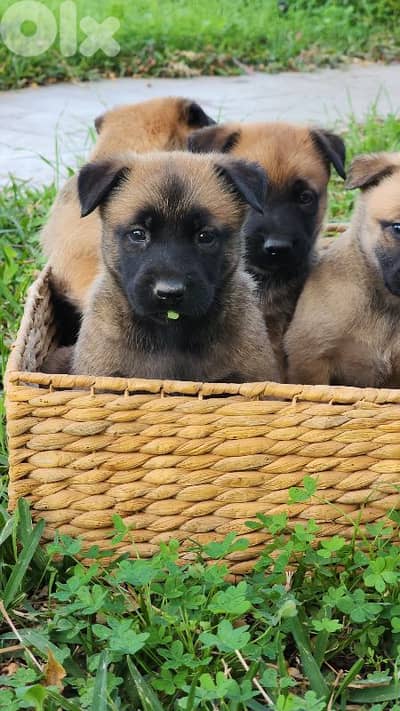 malinois