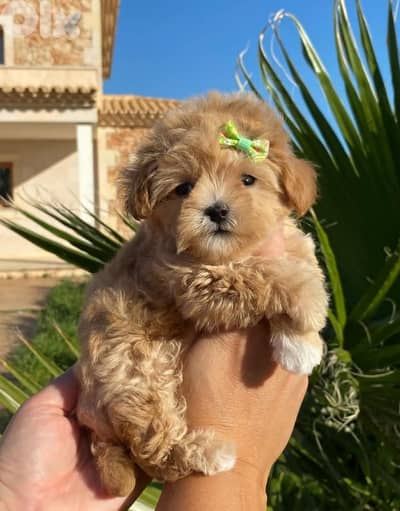 Sweet & Fluffy Maltipoo Puppies – 3 Months Old!