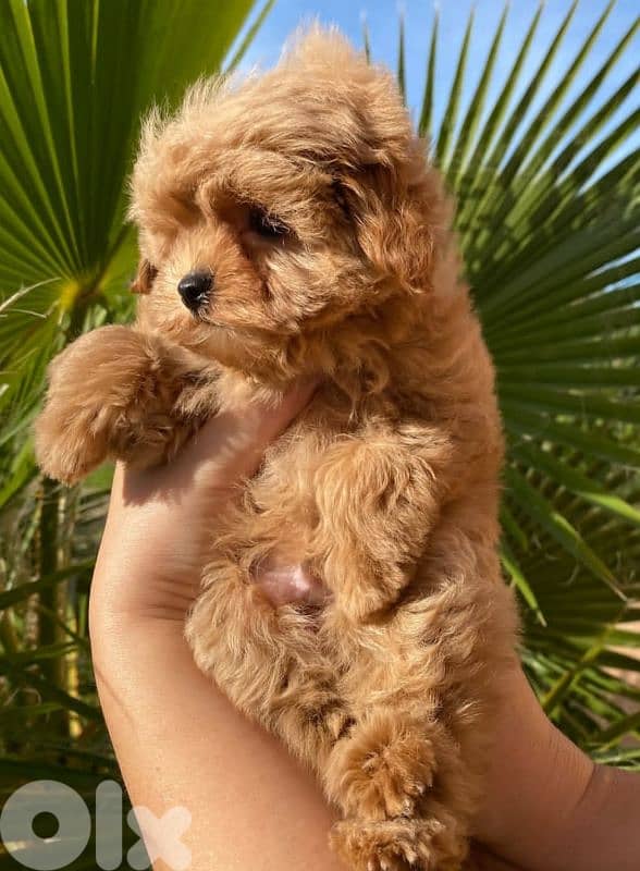 Sweet & Fluffy Maltipoo Puppies – 3 Months Old! 2
