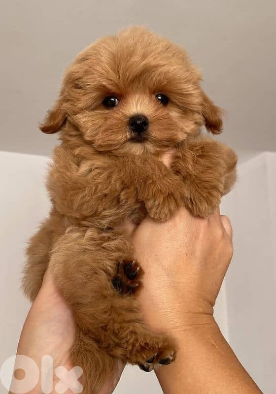 Sweet & Fluffy Maltipoo Puppies – 3 Months Old! 3
