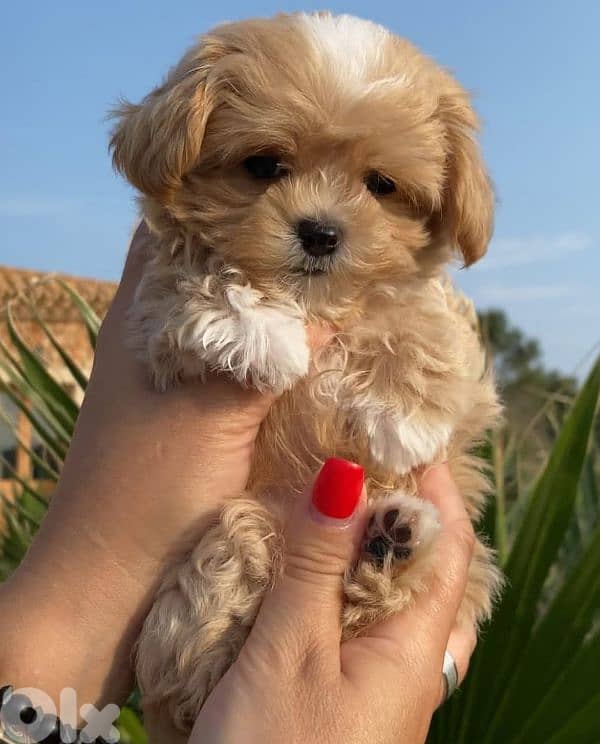 Sweet & Fluffy Maltipoo Puppies – 3 Months Old! 4