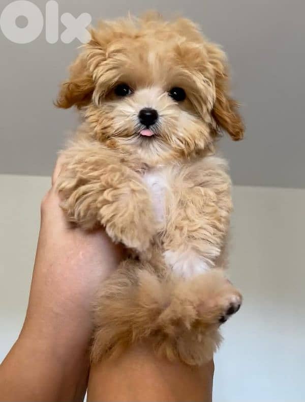 Sweet & Fluffy Maltipoo Puppies – 3 Months Old! 5