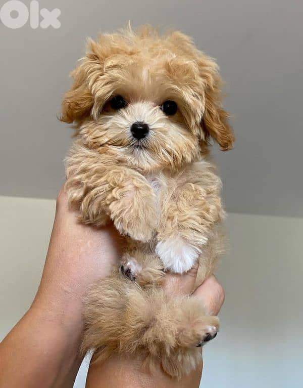 Sweet & Fluffy Maltipoo Puppies – 3 Months Old! 6