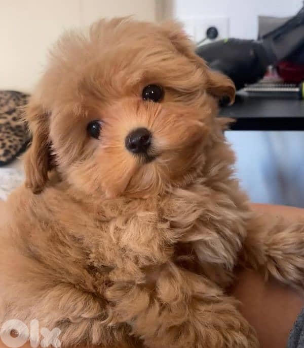 Sweet & Fluffy Maltipoo Puppies – 3 Months Old! 7