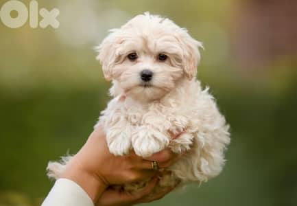 Male Maltipoo For Breeding