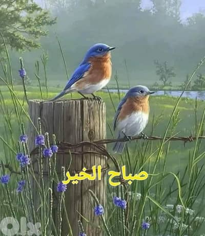 room avilableغرفة متوفرة