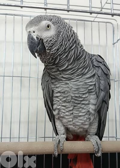 كاسكو متكلم