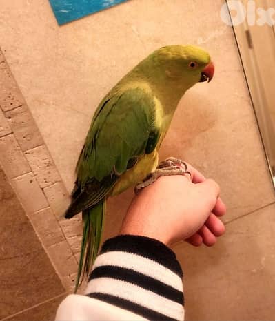 Friendly Tamed  Indian Ringneck Parrot dora ببغاء دره