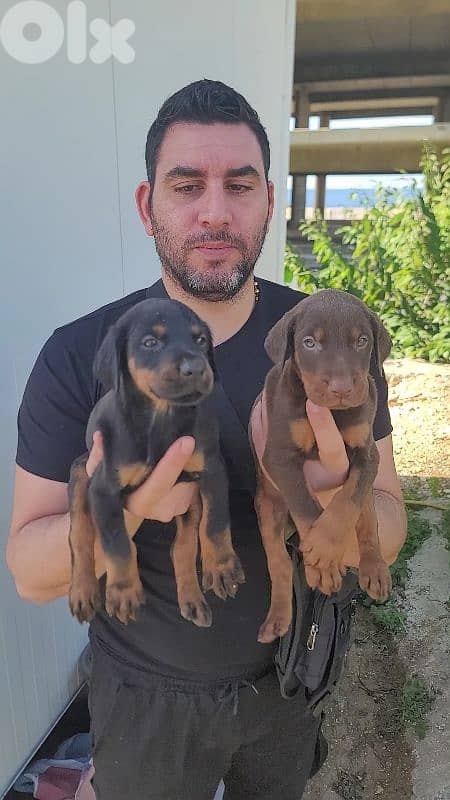 doberman European 8