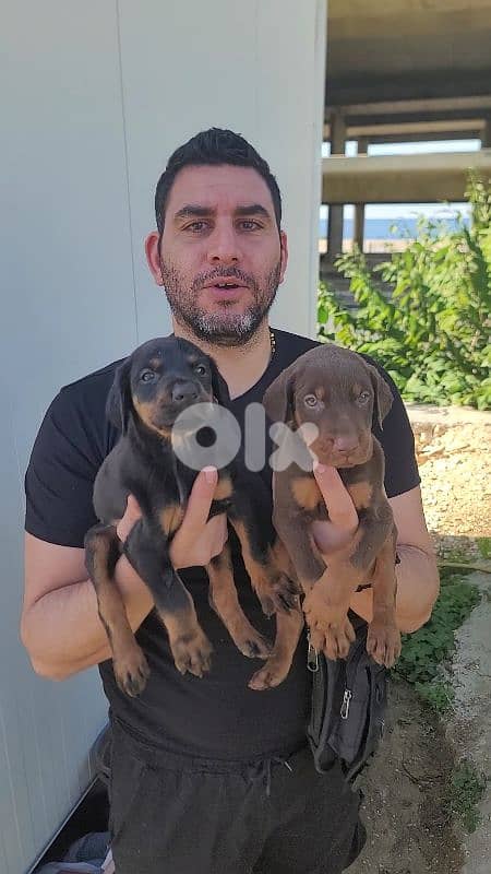 doberman European 10