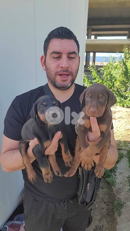 doberman European 11