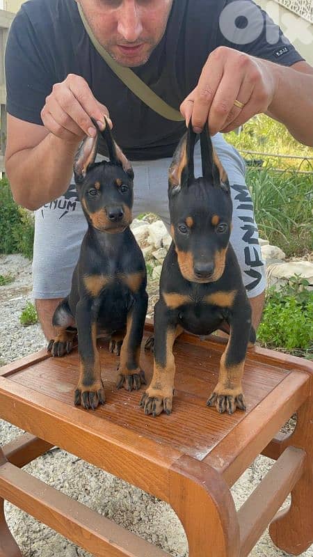 doberman European 12