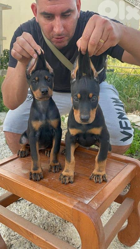 doberman European 13