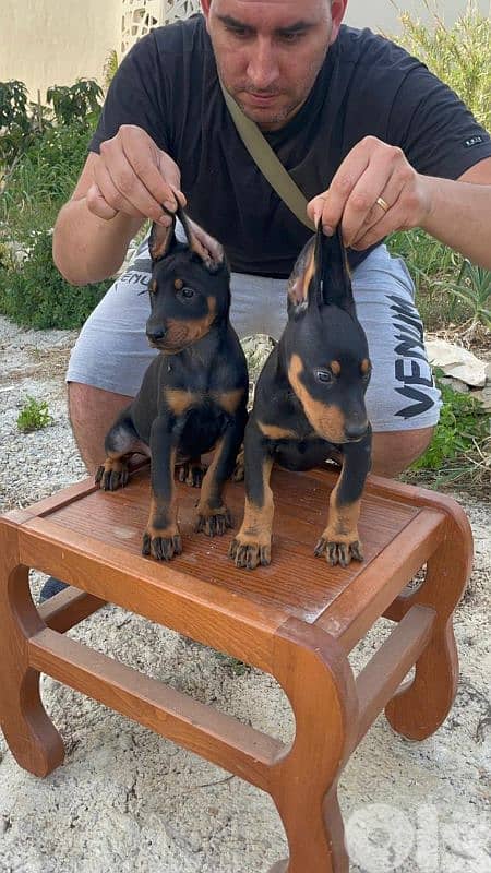 doberman European 14