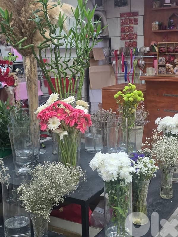 liquidation تصفيات-plants, vases , اسعار جملة . زينة اعراس، 1