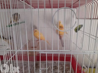 كناري حلوين