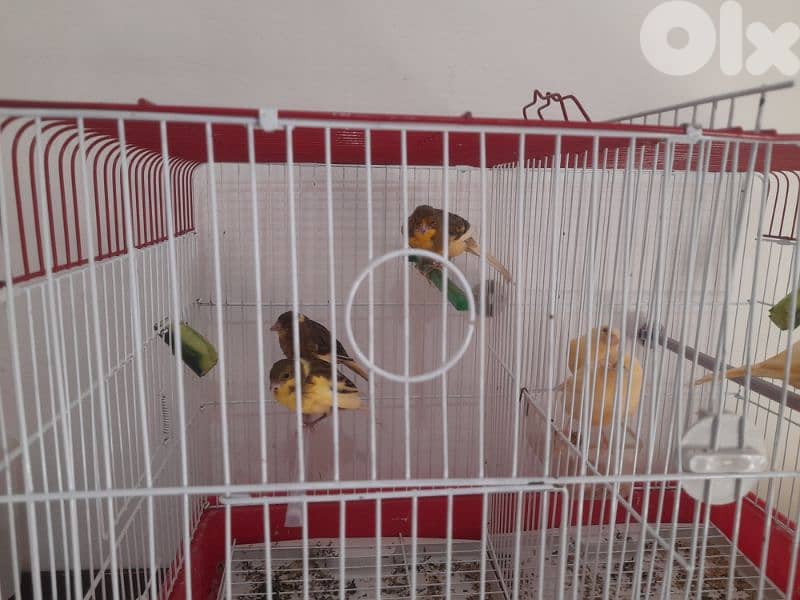 كناري حلوين 1