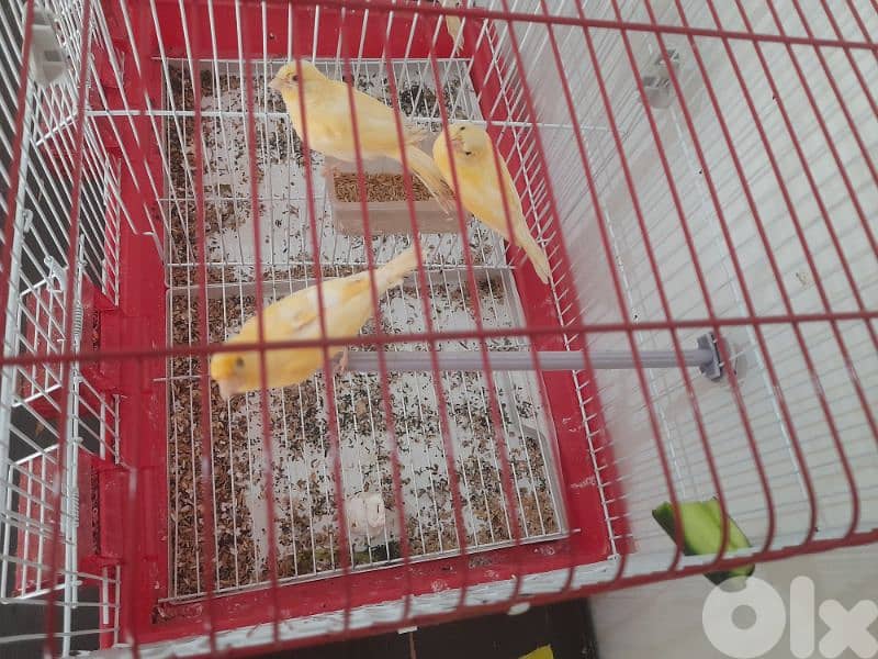 كناري حلوين 2