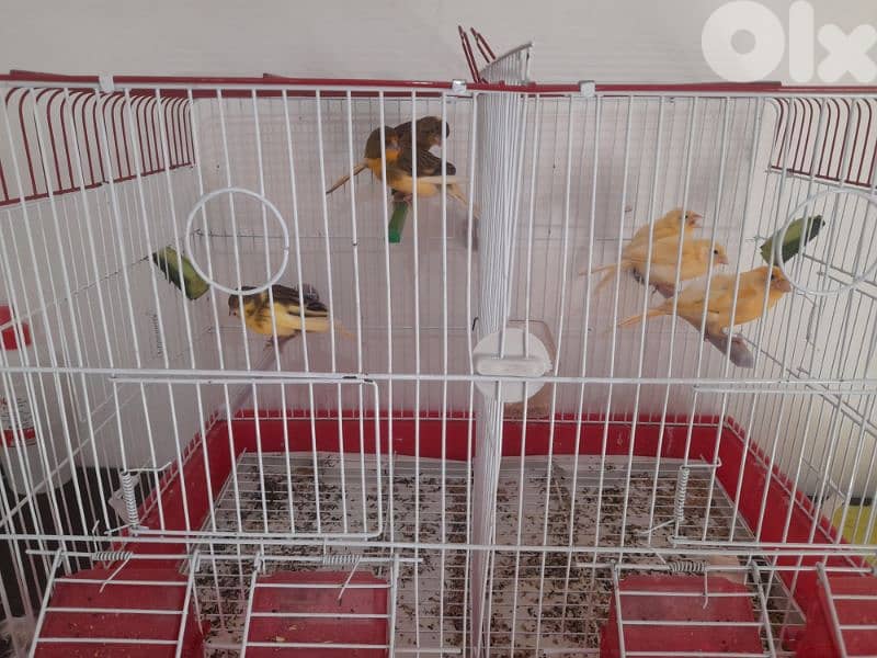 كناري حلوين 3