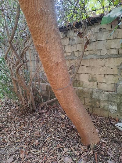 للبيع شجرة للحطب