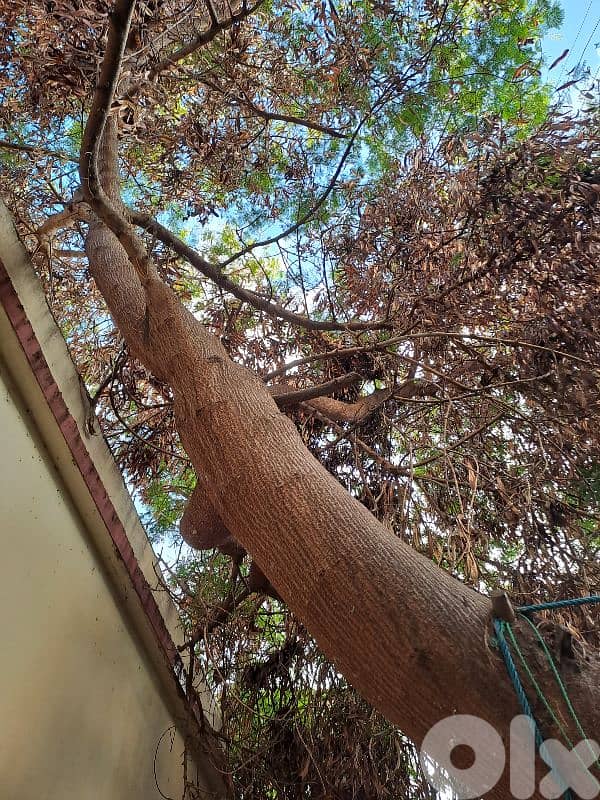 للبيع شجرة للحطب 1