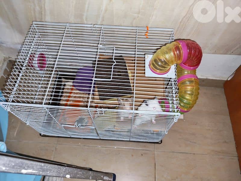 hamster 1