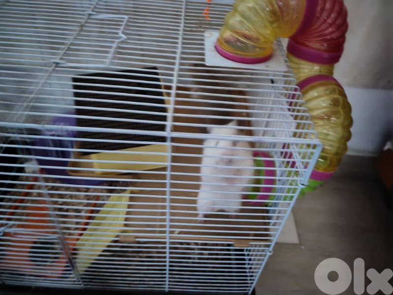 hamster 2